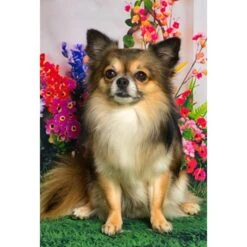 1pc Chihuahua Dog Easy Painting By Number Diy Kit, Brunbo Design Exclusive, Décor De Peinture à L'hu