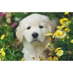 1pc Labrador Retriever Dog Easy Painting By Number Diy Kit, Brunbo Design Exclusive, Décor De Peintu