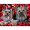 1pc Yorkshire Terrier Yorkie Dog Easy Painting By Number Diy Kit, Brunbo Design Exclusive, Décor De