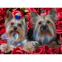 1pc Yorkshire Terrier Yorkie Dog Easy Painting By Number Diy Kit, Brunbo Design Exclusive, Décor De
