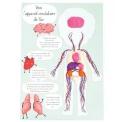 Kit Créatif Pâte à Modeler - Je Découvre Le Corps Humain 8 Kit Créatif Pâte à Modeler - Je Découvre Le Corps Humain -Promos Creavea Boutique kit creatif pate a modeler je decouvre le corps humain p 4