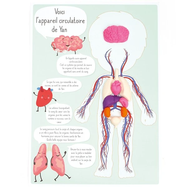 Kit Créatif Pâte à Modeler - Je Découvre Le Corps Humain 4 Kit Créatif Pâte à Modeler - Je Découvre Le Corps Humain – Image 4